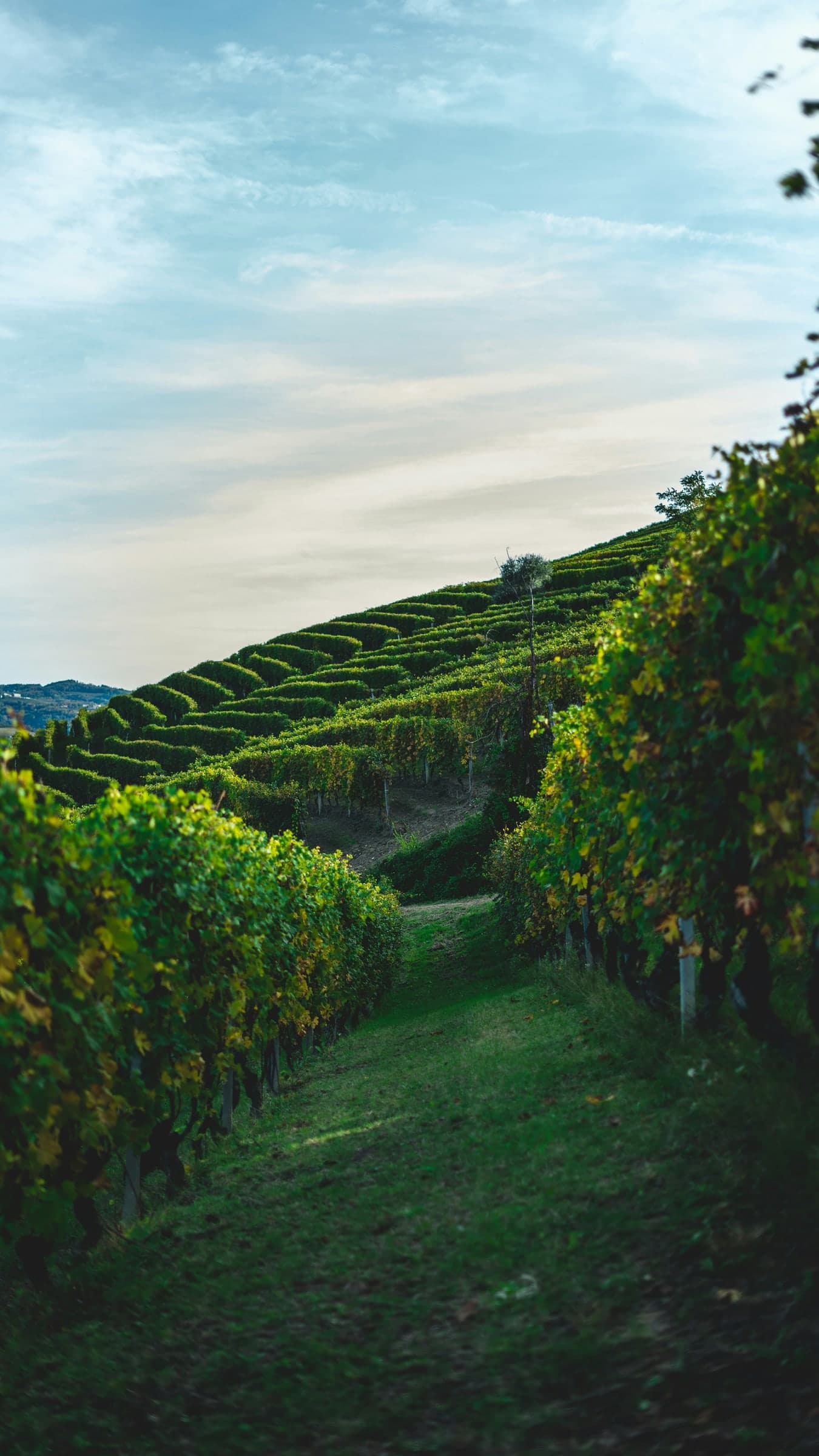 Rows of vines on a green hillside